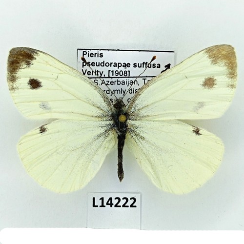 Pieridae pieris pseudorapae - pieridae,,