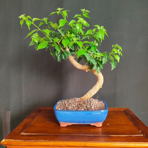 Pre bonsai bouganvillea - pre, di