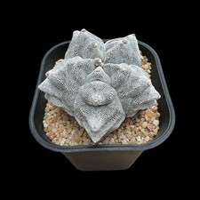 Astrophytum Myriostigma Onzuka