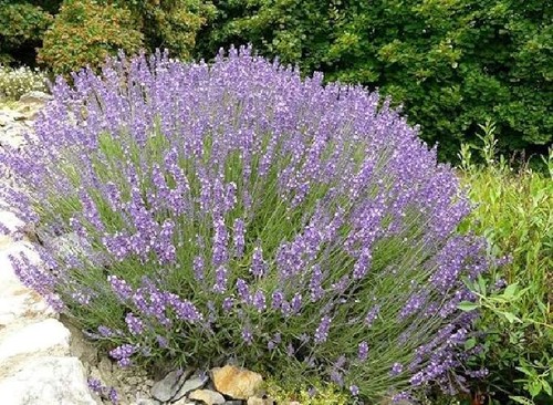 Pianta lavanda lavandula - di,