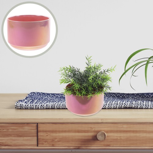 Vaso succulento ciotola - , pianta