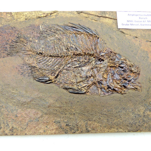 Eocene fossil fish amphiperca - fossil,