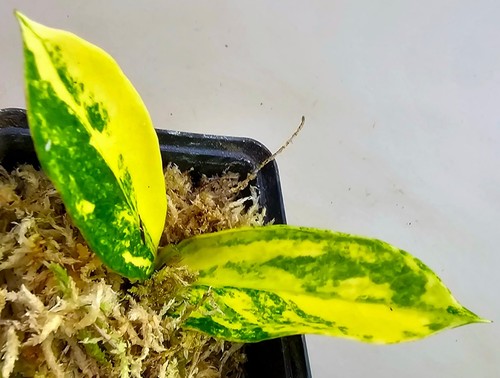 Zamioculcas zamiifolia aurea - zamioculcas,