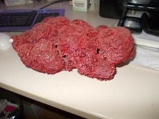 SPUGNA  DI  MARE  GRANDE  PEZZO  CM. 26  X CM. 20