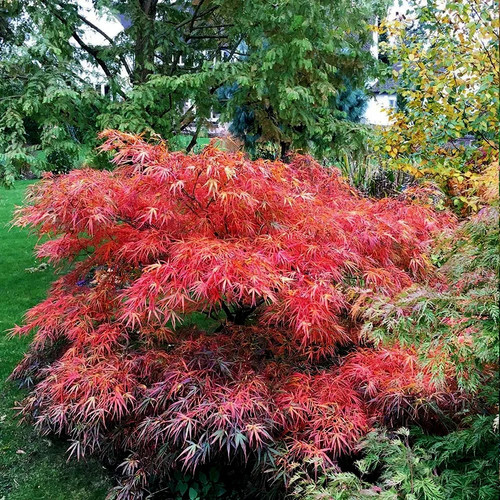 Acero rosso giapponese acer - acero,