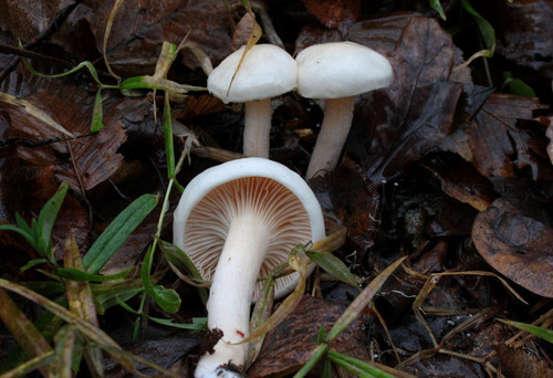 Hygrophorus eburneus smooth - hygrophorus,