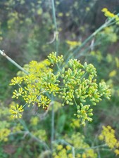 3000 semi di finocchietto