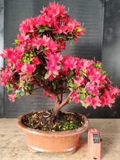 bonsai di azalea h 39 cm