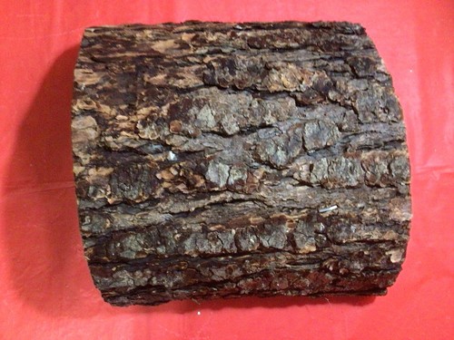 Oak cork tree - oak,