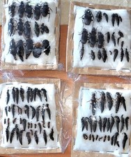 Coleotteri, Coleotteri, Italia. 100 sp. Carabidi, Staphylinidae, Silphidae, ecc.