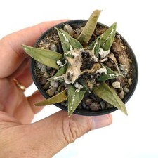 Ariocarpus trigonus X kotschoubeyanus -  - NO crested