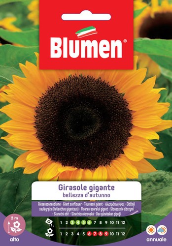 Blumen semi girasole - blumen.,