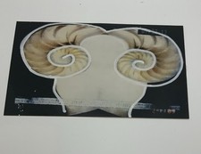 Mario Schifano, foto ritoccata