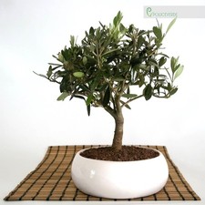 Bonsai di Olivo in ciotola