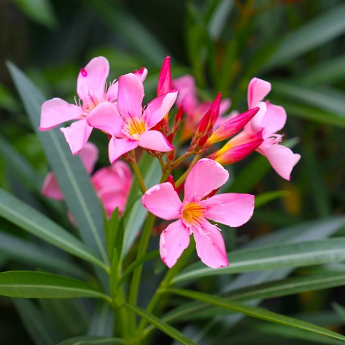 Nerium oleander oleandro 10 - nerium, oleandro,