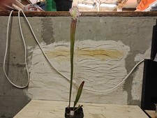 Sarracenia Leucophylla