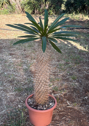 Pachypodium lamerei cactus - pachypodium,