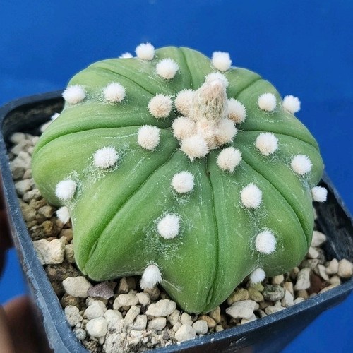 Astrophytum asterias nudum