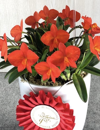 Sofronite coccinea giappone - sofronite,