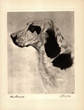 Antica stampa setter inglese