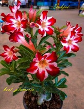 Rosa del deserto Adenium