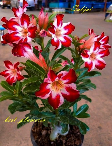 Rosa del deserto adenium - del,