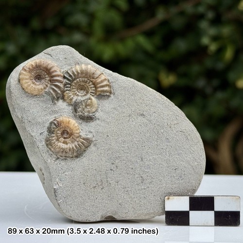 Multi promicroceras ammonite - multi,