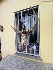 palco corna di cervo con teschio dell'animale.