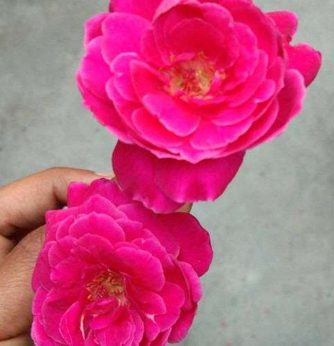 Camelia japomica rosedale s - japomica, "rosedale's