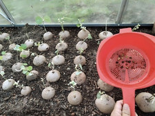 Semi rari Stephania Erecta (10