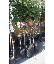 PIANTA DI Pesco NOCE ALBERO INNESTO ANNI 2