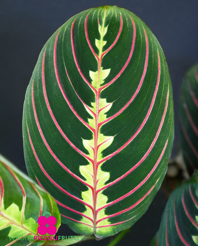 Pianta maranta leuconeura - pianta,
