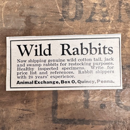 1941 wild rabbits - 1941, quincy