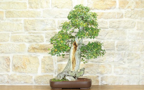 Bonsai olmo campestre - campestre, (52)