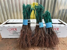 Barbatelle Uva vite piante