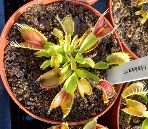Dionaea muscipula harlequin - muscipula, "harlequin"
