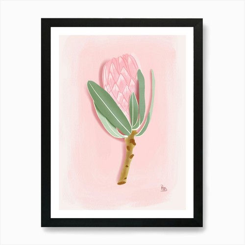 Protea flower gouache digital - flower,