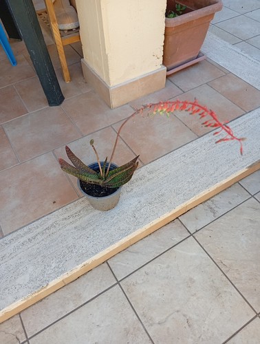Pianta grassa succulente - pianta,