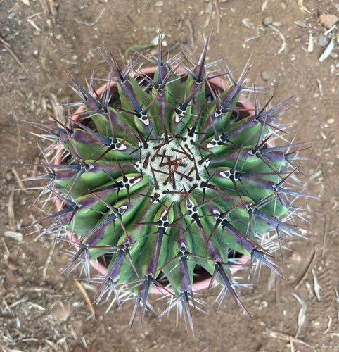 Echinocactus ingens pianta - echinocactus,