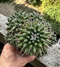 Mammillaria Compressa GRANDE