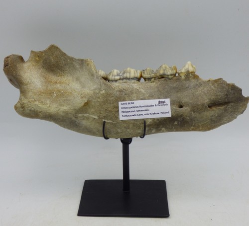 Fossil cave bear - cave, jaw