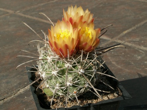 Sclerocactus pubispinus 100 - pubispinus, fh