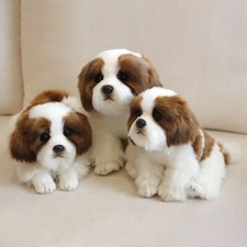 Peluche cane shih tzu