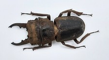 Lucanidae gnaphaloryx opacus - lucanidae,,