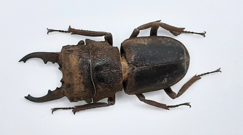 Lucanidae gnaphaloryx opacus - lucanidae,,