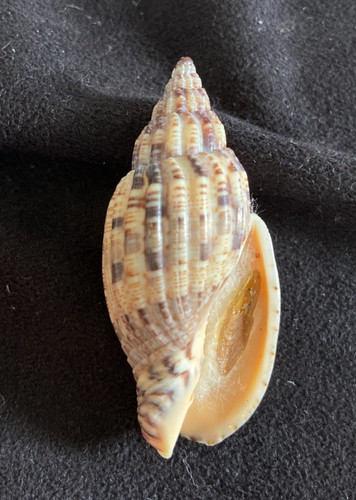 Volutidae lyria mitraeformis - volutidae,