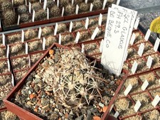 Sclerocactus glaucus FH29.3 -