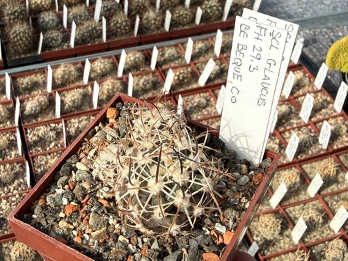 Sclerocactus glaucus fh29 - fh29.3,