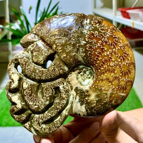Libbre raro tentacolo - libbre, raro!