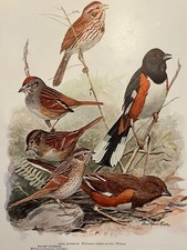 Birds of NY Song Swamp Lincoln